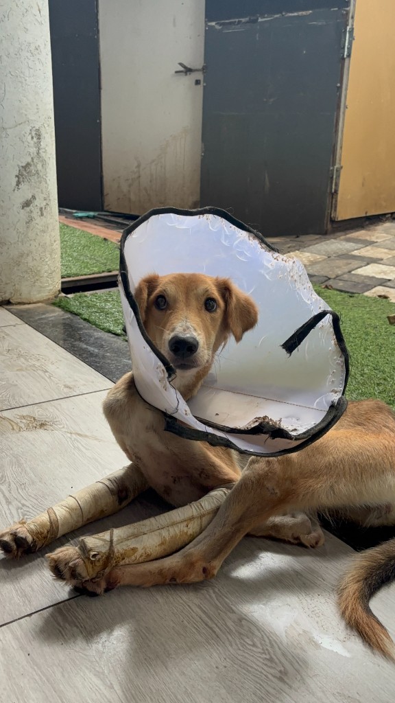 Lalita recovering with bandaged legs and a medical cone