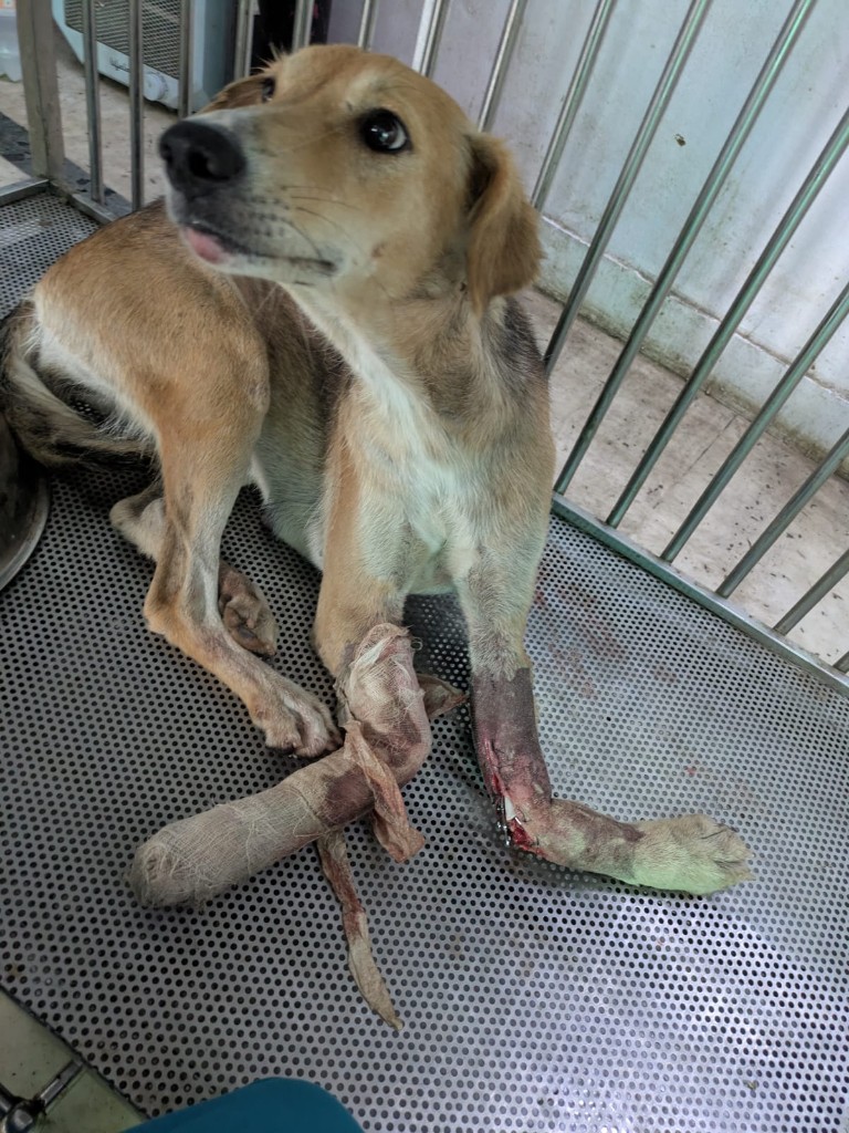 Lalita with injured front legs after the fall