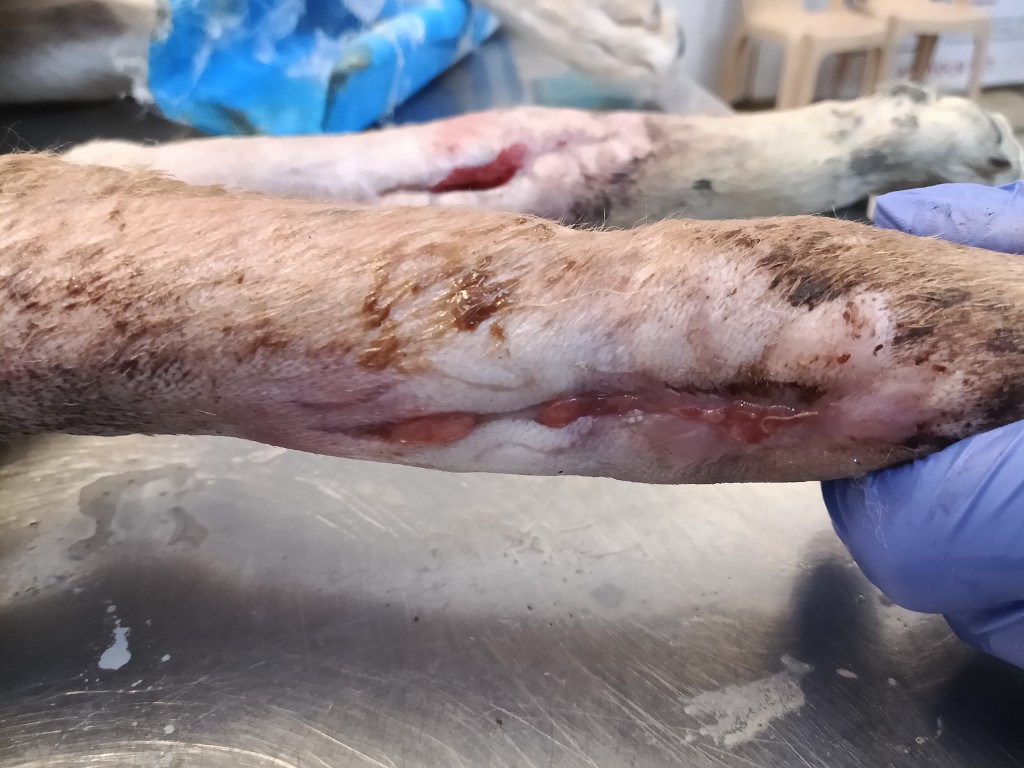 Veterinary examination of Lalita's wounds