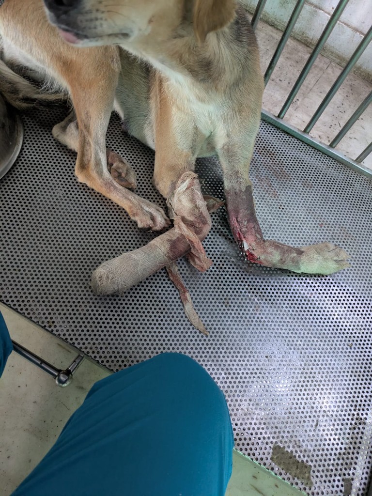 Surgical treatment on Lalita's legs
