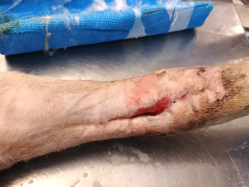 Close-up of Lalita's wound during treatment